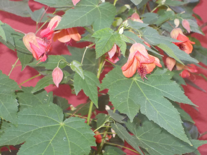 DSCN0025_5477 - Florile mele