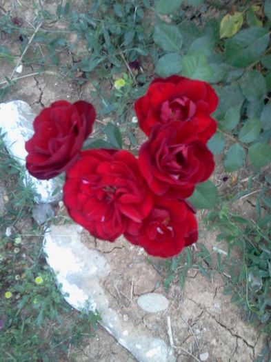 Fotografie3434; trandafiri din parcul statiunii
