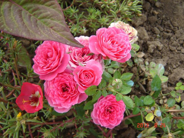 Minirosa - Trandafiri