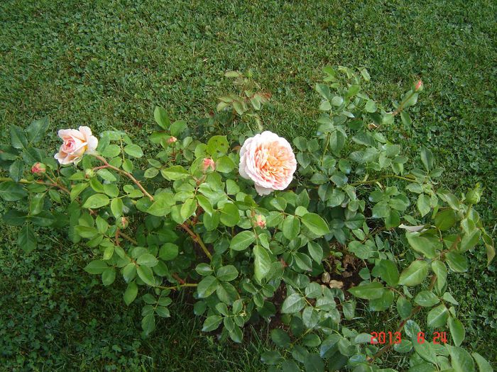 Abraham Darby - Trandafiri