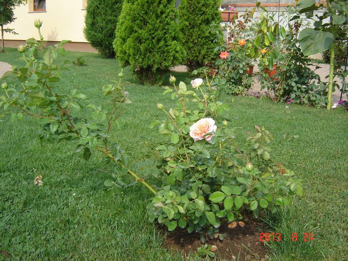 Abraham Darby; Cumparat de la multeplante.ro
