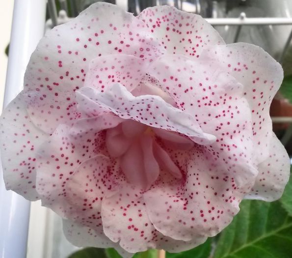Milye Vesnush - Gloxinii