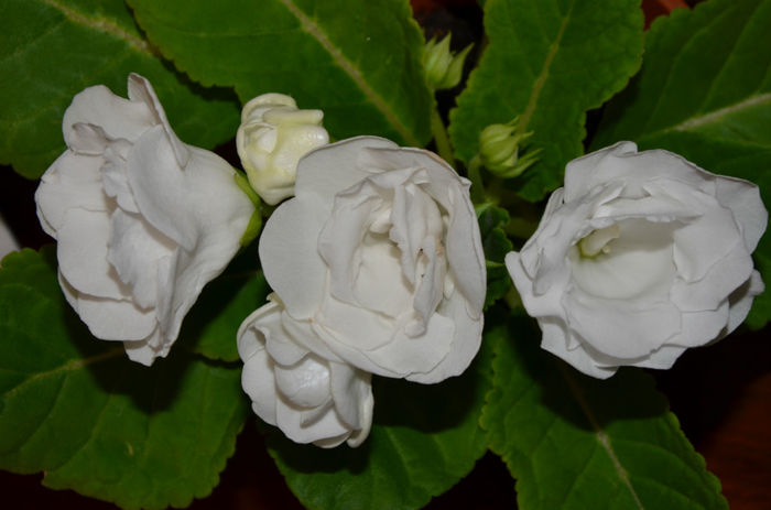Madona - Gloxinii 2013