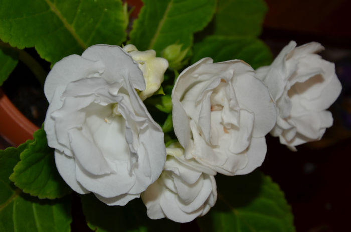 Madona - Gloxinii 2013