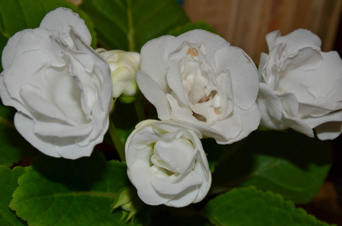 Madona - Gloxinii 2013