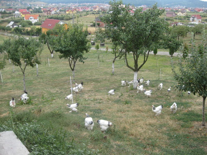 MOBIL 0745 414 822 - DE VANZARE GAINI BRAHMA AUGUST 2013