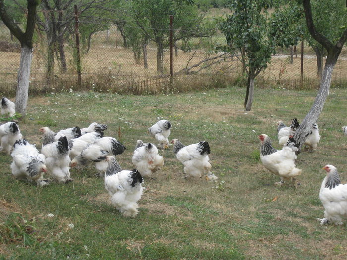 MOBIL 0745 414 822 - DE VANZARE GAINI BRAHMA AUGUST 2013