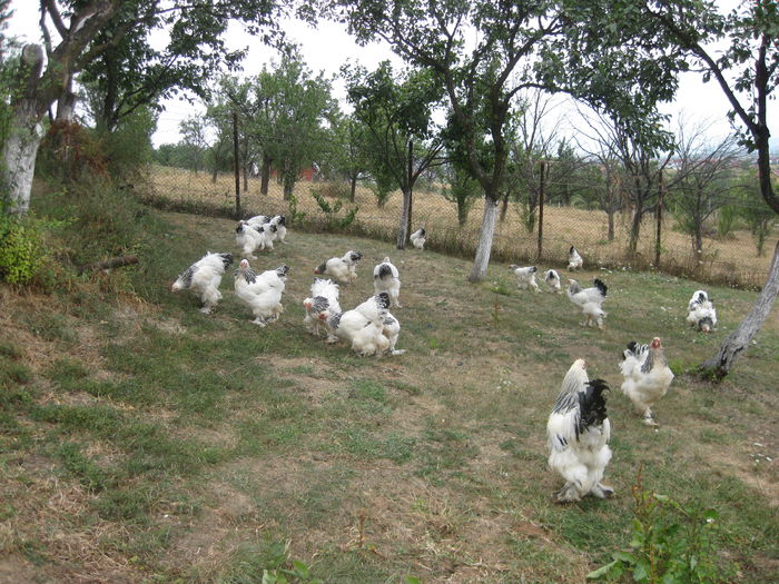 MOBIL 0745 414 822 - DE VANZARE GAINI BRAHMA AUGUST 2013