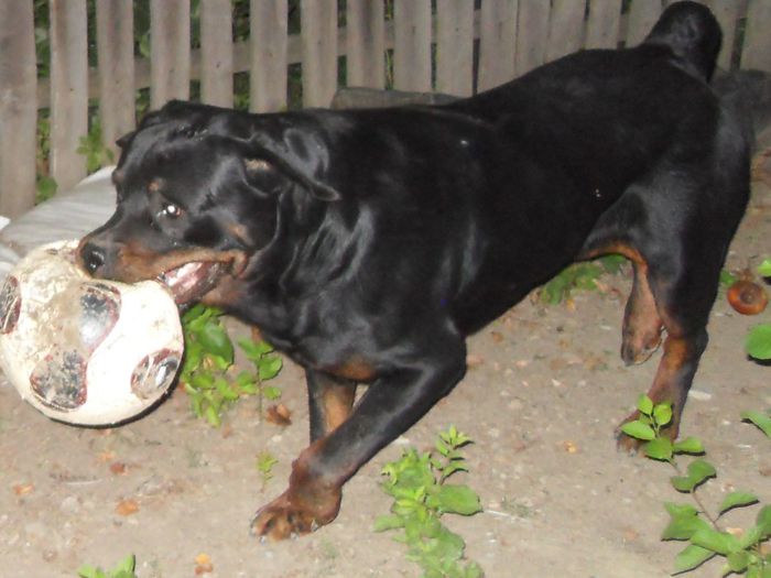 catei...25-08-2013 061 - 28-06-2013 TASHA SI ROKY