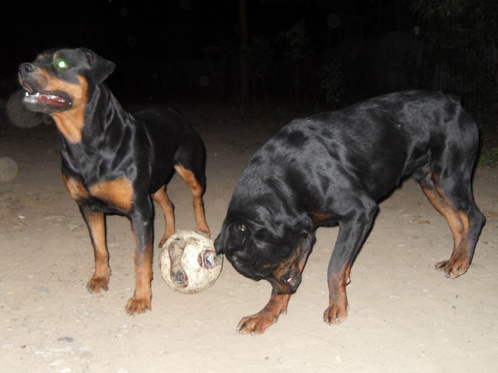 catei...25-08-2013 059 - 28-06-2013 TASHA SI ROKY