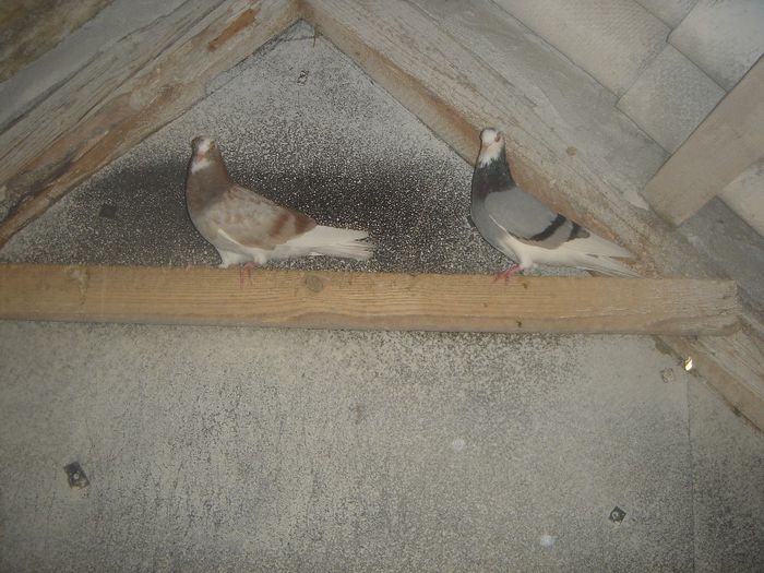 DSC00052 - PORUMBEI ROLLER DE BIRMINGHAM