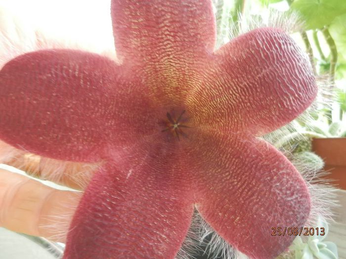 P8253155 - Stapelia grandiflora-2013