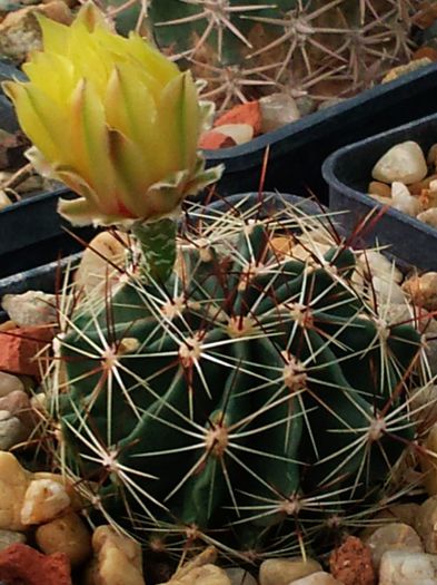 Hamatocactus setispinus - Hamatocactus setispinus