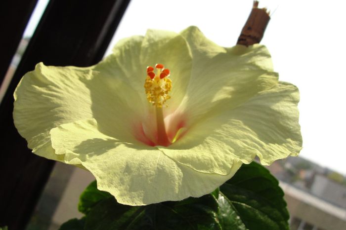  - Hibiscus Gommer 2