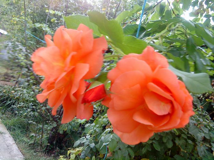 trandafiri cataratori - Florile acestui inceput de toamna