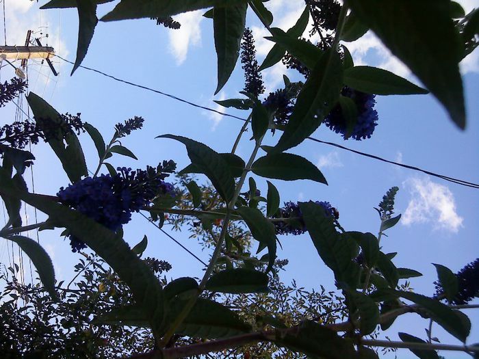 liliac de toamna - Florile acestui inceput de toamna