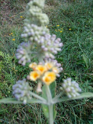 liliac de toamna galben - Florile acestui inceput de toamna