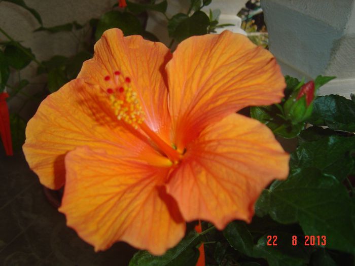 Picture 923 - 0 HIBISCUS