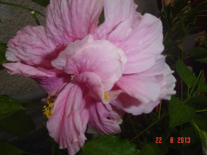 Picture 924 - 0 HIBISCUS