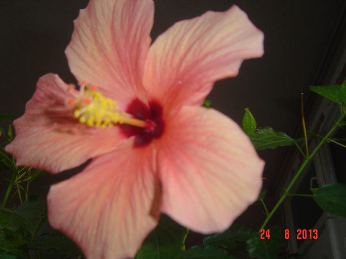 Picture 926 - 0 HIBISCUS