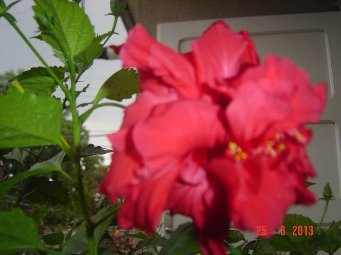 Picture 932 - 0 HIBISCUS