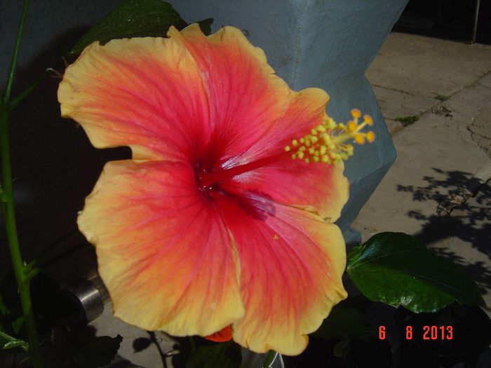 Picture 829 - 0 HIBISCUS