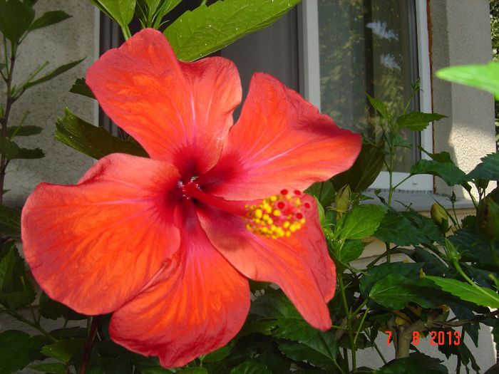Picture 833 - 0 HIBISCUS