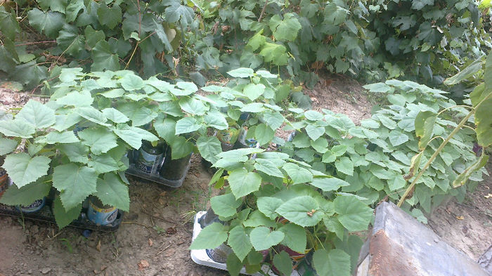 24-08-2013; Cativa puieti mutati . Puteau fi si mai mari daca stateam si ma ocupam mai serios de ei.
