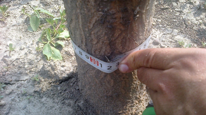 2013-08-24-024 - Paulownia 2013