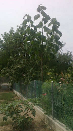 2013-08-24-031 - Paulownia 2013