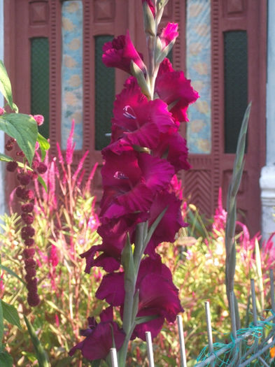 DSCF0203 - Gladiole 2013