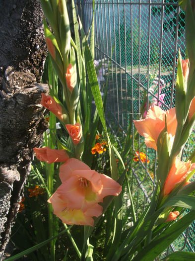 DSCF0204 - Gladiole 2013