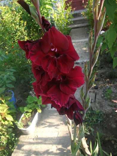 DSCF0205 - Gladiole 2013