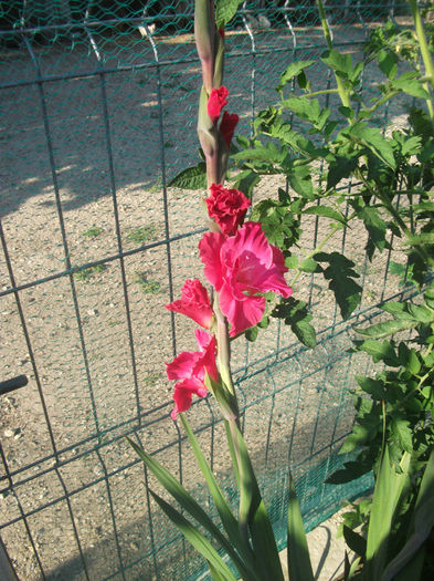 DSCF0206 - Gladiole 2013