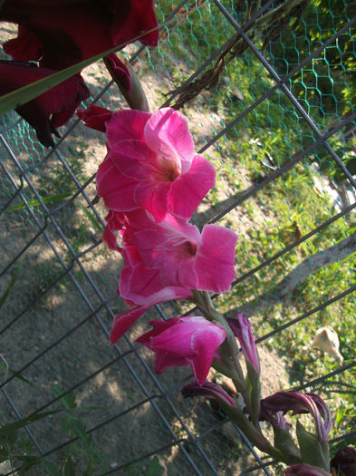 DSCF0215 - Gladiole 2013