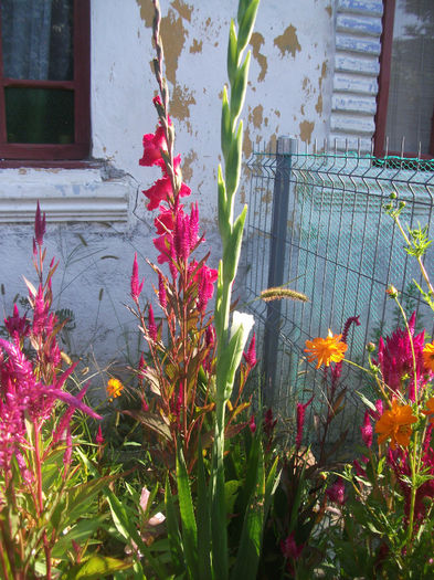 DSCF0217 - Gladiole 2013