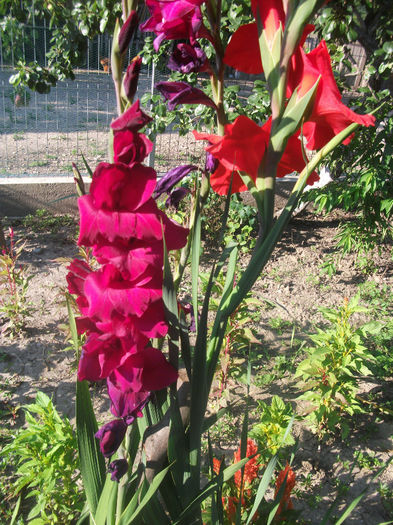 DSCF0237 - Gladiole 2013