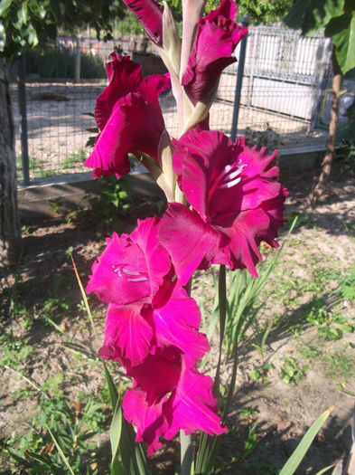 DSCF0239 - Gladiole 2013