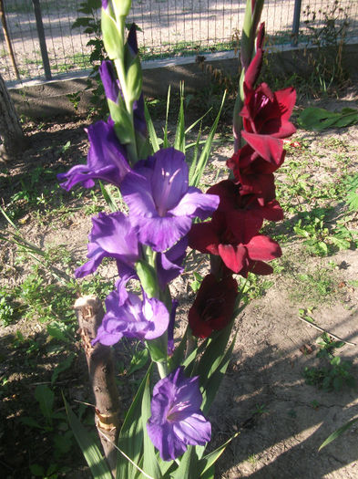 DSCF0240 - Gladiole 2013