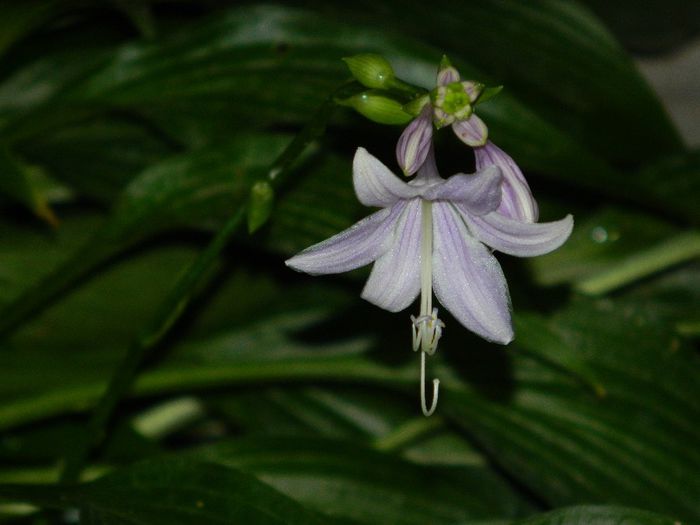 DSCN0210 - AUGUST 2 2013