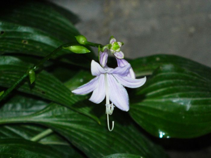 DSCN0213 - AUGUST 2 2013