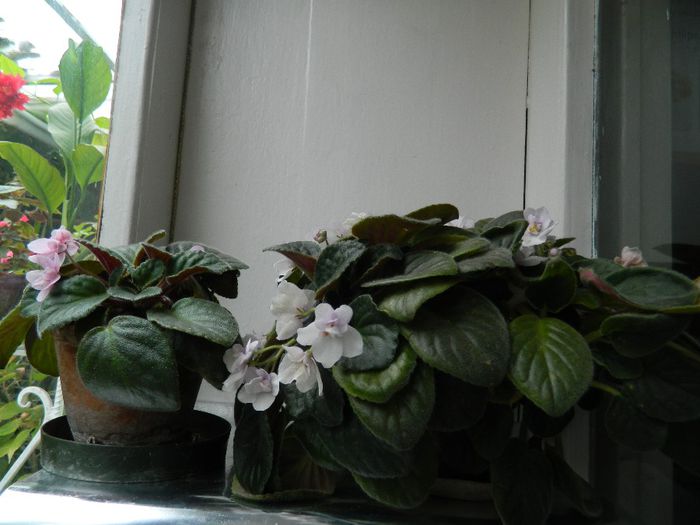 DSCN0274 - AUGUST 2 2013