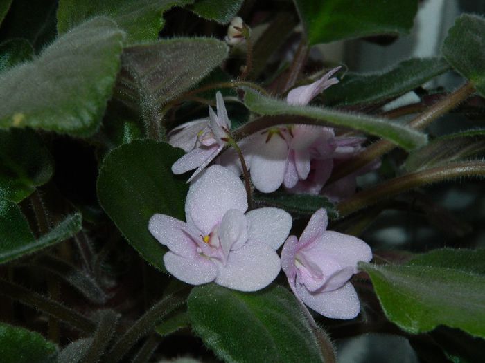 DSCN0280 - AUGUST 2 2013