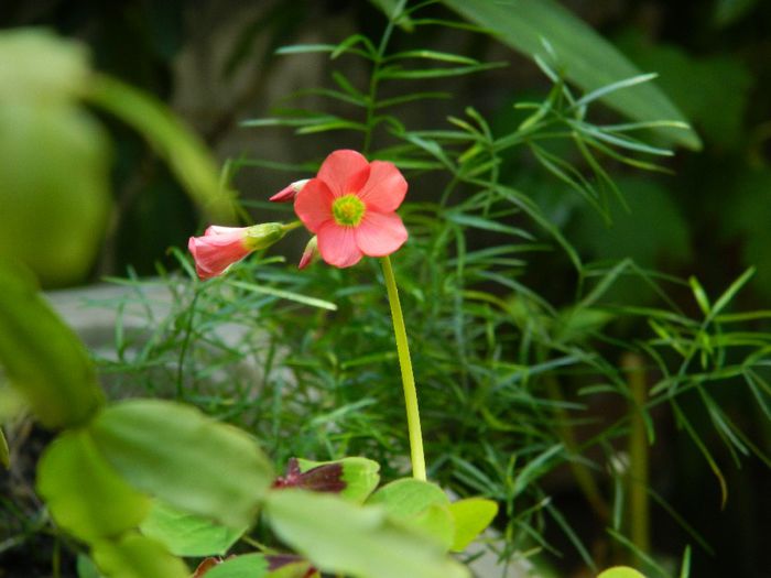 DSCN0359 - AUGUST 2 2013