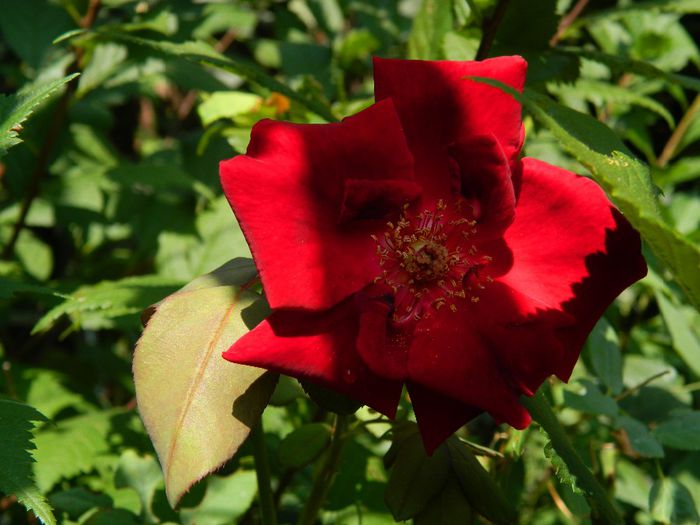 DSCN0365 - AUGUST 2 2013