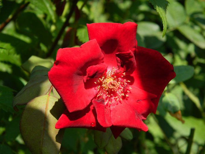 DSCN0368 - AUGUST 2 2013