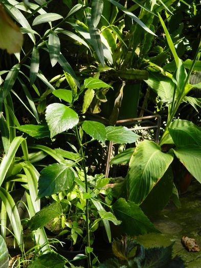 DSCN0387