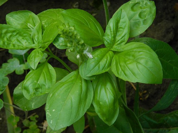 DSCN0405 - AUGUST 2 2013