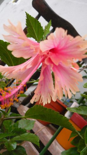 Picture 1722 - x 2013 hibiscus rosa sinesis 2