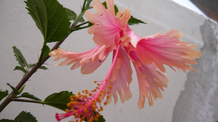 Picture 1723 - x 2013 hibiscus rosa sinesis 2